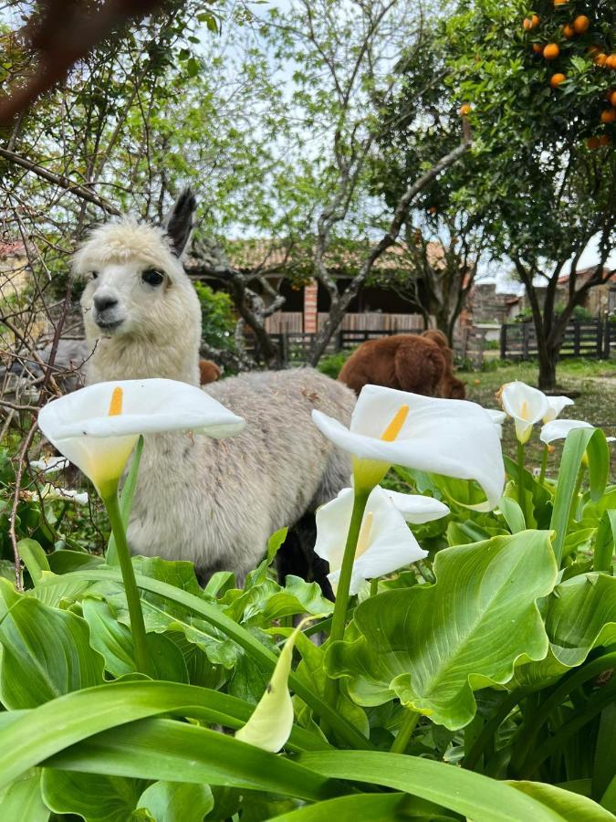 Vila Monte Frio Alpacas Nariz Exteriér fotografie