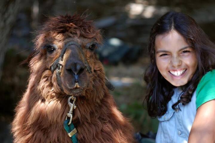 Vila Monte Frio Alpacas Nariz Exteriér fotografie