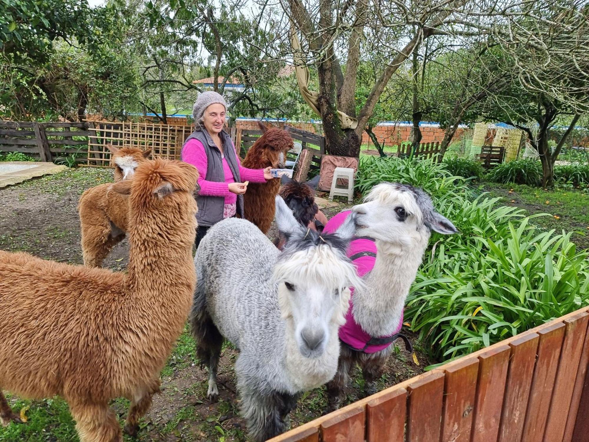 Vila Monte Frio Alpacas Nariz Exteriér fotografie